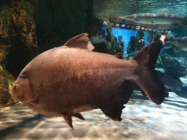 Shinagawa Aquarium